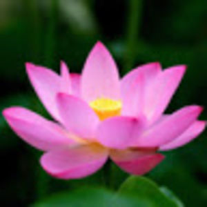 Meet your Posher, Hsin